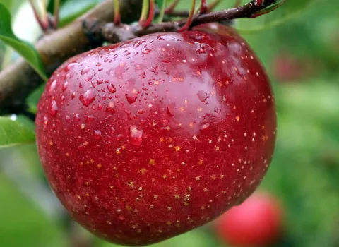 https://shp.aradbranding.com/قیمت میوه سیب فرانسه + خرید باور نکردنی